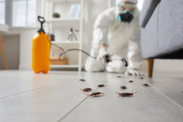 Post-Treatment Bed Bug Interceptor Monitoring in Williams Bay